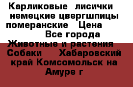 Карликовые “лисички“  немецкие цвергшпицы/померанские › Цена ­ 35 000 - Все города Животные и растения » Собаки   . Хабаровский край,Комсомольск-на-Амуре г.